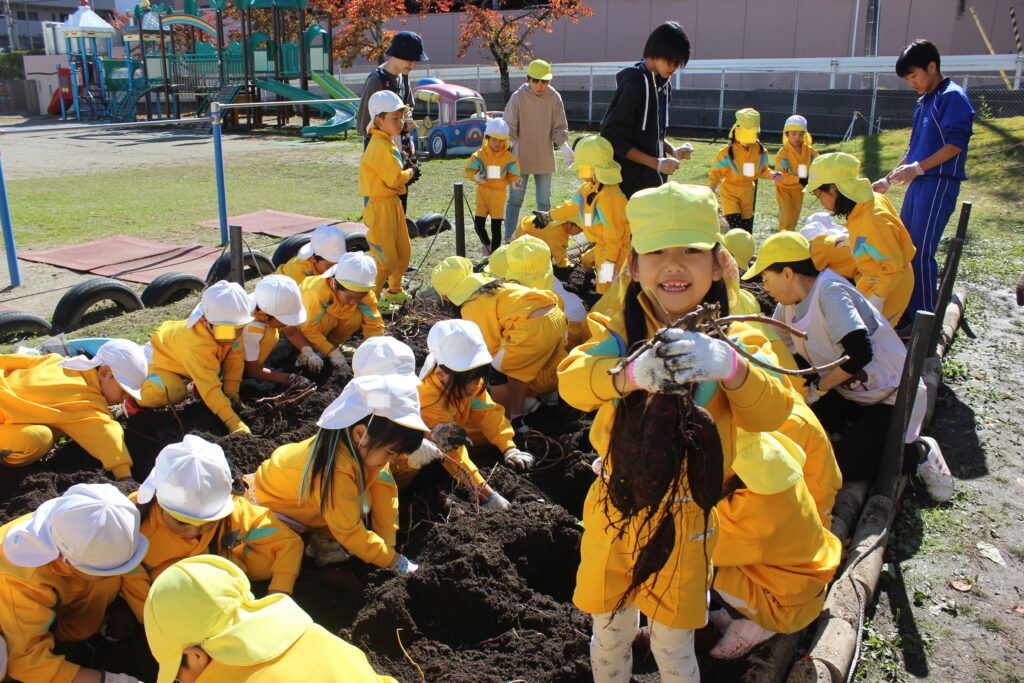 どっさり大収穫「さつまいも掘り」